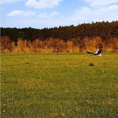 Orman Evi Chatki U Patki